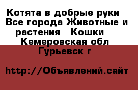 Котята в добрые руки - Все города Животные и растения » Кошки   . Кемеровская обл.,Гурьевск г.